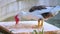 A male of muscovy duck eats grains after mating.