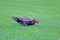 Male Muscovy Duck Grazing in Grass