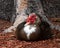 Male Muscovy Duck Portrait Close Up