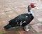 Male Muscovy duck on a walk