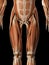 The male muscular system