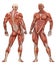 Male Muscular System Anatomy