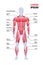 male muscular system board human body structure muscle map full length vertical copy space