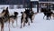 Male musher drives sled with team of Alaskan huskies.