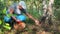 Male mushroom picker picking mushrooms and putting them to full basket