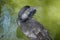 Male Musk duck