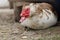 A male musk duck with brown and white feathers saw something on the ground