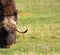 Male musk ox grazing