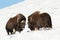 Male musk oxen fighting in the mountains in winter