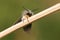 A male Muslin Moth, Diaphora mendica, perched on a plant in springtime.