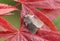 A male Muslin Moth, Diaphora mendica, perched on a red Acer tree leaf.