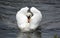 Male mute swan on the canal