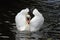 Male mute swan on the canal