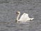 A male mute swan floating on the pond.