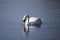 Male mute swan peacefully staring at the reflection in lake Ontario, Canada