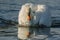 Male mute swan performing territorial display in spring. Cygnus olor