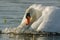 Male mute swan performing territorial display in spring. Cygnus olor