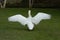 Male Mute swan stretching his wings