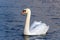 A male mute swan swimming