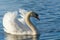 Male Mute Swan Swimming