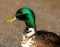 Male Mutt Duck Closeup Portrait