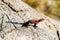 Male Mwanza flat-headed rock agama