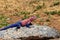 Male mwanza flat-headed rock agama (Agama mwanzae) or the Spider-Man agama