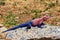 Male mwanza flat-headed rock agama Agama mwanzae or the Spider-Man agama on a stone in Serengeti  National Park, Tanzania