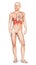 Male naked body standing, with respiratory system superimposed.
