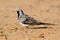 Male Namaqua Dove