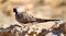 Male Namaqua dove on wall of watering hole