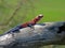 Male Namib rock agama, a species of agamid lizard in Serengeti National Park, Tanzania