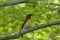 Male Narcissus Flycatcher singing in a springtime forest