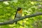 Male Narcissus Flycatcher singing in a springtime forest