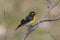 Male Narcissus Flycatcher singing in a springtime forest