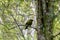 Male New Zealand Bellbird