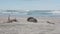 Male New Zealand sea lion resting at shore