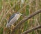 Male Night Heron