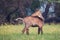 Male Nilgai Boselaphus tragocamelus with Brahmini myna sitting