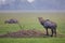 Male Nilgai Boselaphus tragocamelus standing in Keoladeo Ghana