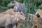 The male Nilgai head closeup image. It is the largest Asian antelope and is endemic to the Indian subcontinent.Nilgai or blue bull