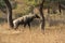 Male of Nilgai - the largest indian antelope