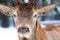 Male noble deer Cervus elaphus portrait looking close up portrait in winter