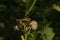 Male nomad darter sitting on a overblown flower