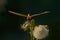 Male nomad darter sitting on a overblown flower