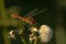 Male nomad darter sitting on a overblown flower