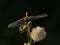 Male nomad darter sitting on a overblown flower