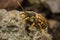 Male Nomada Cuckoo Bee