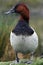 Male North American Canvasback Duck