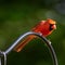 Male North American Cardinal